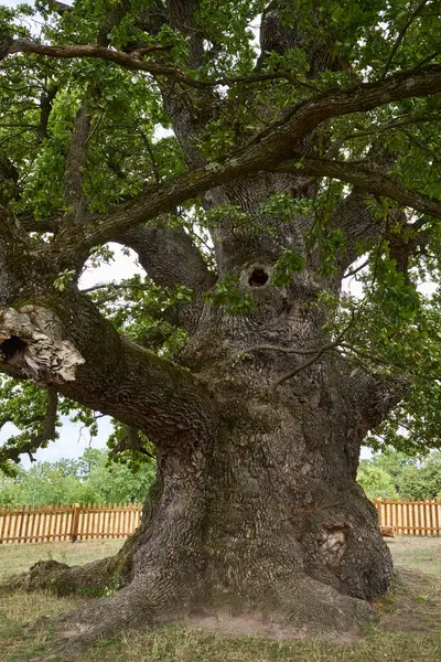 Kalın gövdeli, geniş dallı, ahşap çitlerle çevrili devasa antik meşe ağacı.