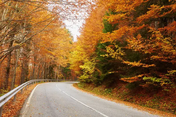 Rüzgarlı bulutlu bir günde, sarmal orman yolu renkli sonbahar yapraklarıyla kaplı.