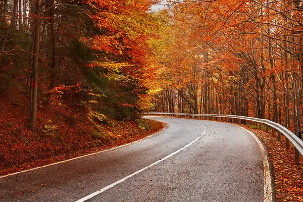 Rüzgarlı bulutlu bir günde, sarmal orman yolu renkli sonbahar yapraklarıyla kaplı.