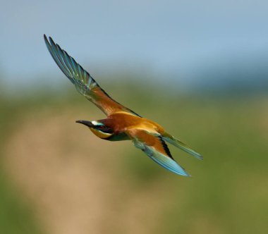 Avrupa arı yiyen merops apiaster 'ı açık kanatları ve canlı tüyleriyle uçuyor