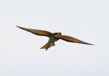 Avrupa arı yiyen merops apiaster 'ı açık kanatları ve canlı tüyleriyle uçuyor