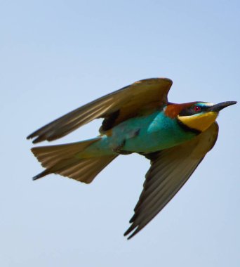 Avrupa arı yiyen merops apiaster 'ı açık kanatları ve canlı tüyleriyle uçuyor