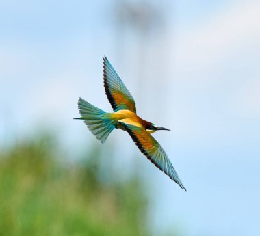 Avrupa arı yiyen merops apiaster 'ı açık kanatları ve canlı tüyleriyle uçuyor