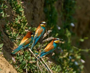 Üç Avrupalı arı yiyici Merops apiaster gündüz vakti yuvalanan bir uçurumun kenarındaki bir dala tünedi.