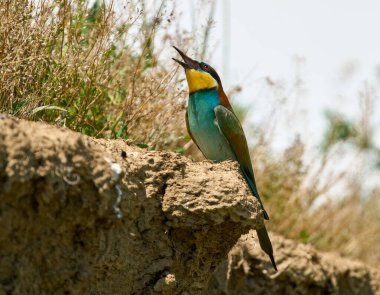 Avrupalı arı yiyici Merops apiaster kuru otların yanında şarkı söylerken bir uçurumun kenarına tünemişti.