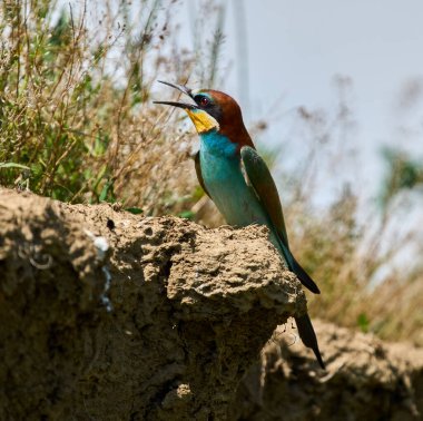 Avrupalı arı yiyici Merops apiaster kuru otların yanında şarkı söylerken bir uçurumun kenarına tünemişti.