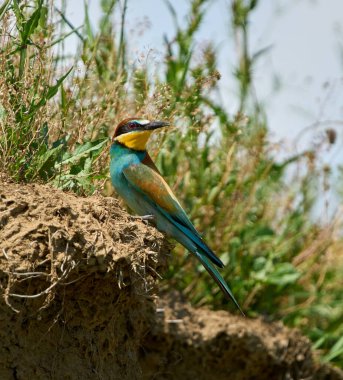 Avrupalı arı yiyici Merops apiaster kuru bitki örtüsüyle çevrili bir uçurumun kenarına tünemişti.