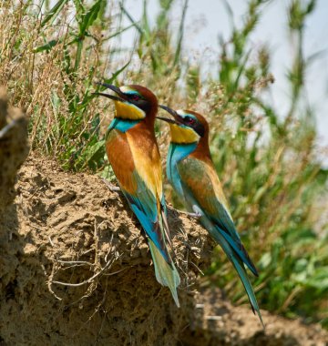 İki Avrupalı arı yiyici merops apiaster kuru bitki örtüsünün yakınındaki toprak bir uçurumda yan yana tünedi.