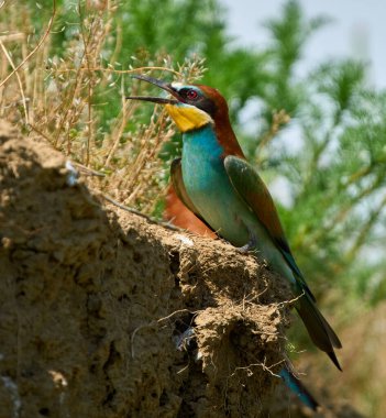 Avrupalı arı yiyici Merops apiaster kuru otların yanında şarkı söylerken bir uçurumun kenarına tünemişti.