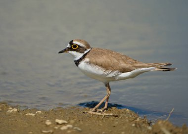 Çemberli bir toprak parçası Charadrius Dubius sulak bir alanda çamurlu zeminde tetikte bekliyor.