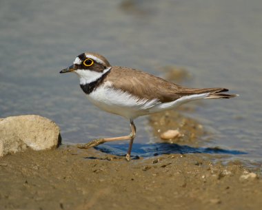 Çemberli bir toprak parçası Charadrius Dubius sulak bir alanda çamurlu zeminde tetikte bekliyor.
