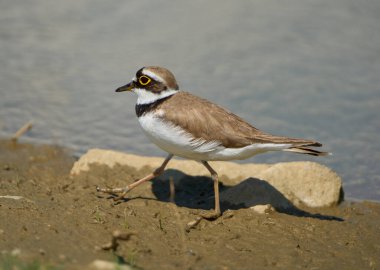 Çemberli bir toprak parçası Charadrius Dubius sulak bir alanda çamurlu zeminde tetikte bekliyor.