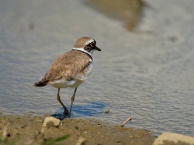 Çemberli bir toprak parçası Charadrius Dubius sulak bir alanda çamurlu zeminde tetikte bekliyor.