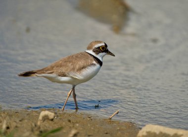 Çemberli bir toprak parçası Charadrius Dubius sulak bir alanda çamurlu zeminde tetikte bekliyor.