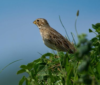 Mısır kiraz kuşu Emberiza calandra yeşil bitki üzerine tünemiş Yumuşak mavi bir gökyüzü arka planı karşı