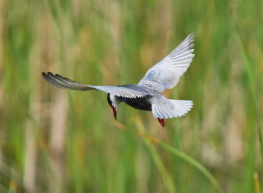 Bıyıklı deniz feneri Chlidonias melezi uçuşta kanatlarını tamamen sulak arazi bitkisinin üzerine uzatmış.