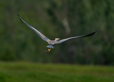 Mor balıkçıl Ardea, geniş kanatları ve bacakları ile yoğun bitki örtüsünün yakınındaki çimenli sulak arazide uçuyor.