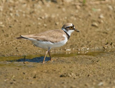 Çemberli bir toprak parçası Charadrius Dubius sulak bir alanda çamurlu zeminde tetikte bekliyor.