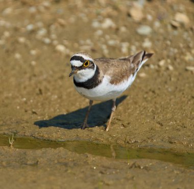 Çemberli bir toprak parçası Charadrius Dubius sulak bir alanda çamurlu zeminde tetikte bekliyor.