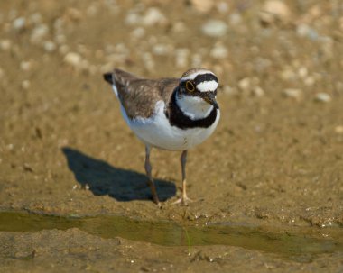 Çemberli bir toprak parçası Charadrius Dubius sulak bir alanda çamurlu zeminde tetikte bekliyor.