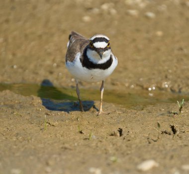 Çemberli bir toprak parçası Charadrius Dubius sulak bir alanda çamurlu zeminde tetikte bekliyor.