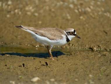 Çemberli bir toprak parçası Charadrius Dubius sulak bir alanda çamurlu zeminde tetikte bekliyor.