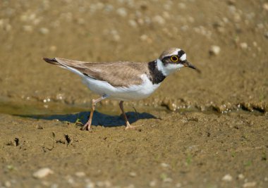Çemberli bir toprak parçası Charadrius Dubius sulak bir alanda çamurlu zeminde tetikte bekliyor.