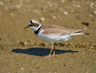 Çemberli bir toprak parçası Charadrius Dubius sulak bir alanda çamurlu zeminde tetikte bekliyor.