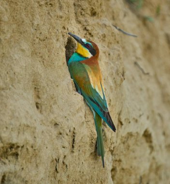Avrupalı arı yiyici Merops apiaster bir toprak duvardaki yuva yuvasının girişine tünemişti.