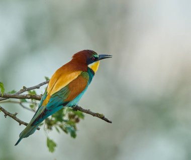 Avrupalı arı yiyici Merops apiaster parlak tüyleri ve yumuşak yeşil arka planı olan bir dala tünemişti.