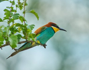 Avrupalı arı yiyici Merops apiaster parlak tüyleri ve yumuşak yeşil arka planı olan bir dala tünemişti.