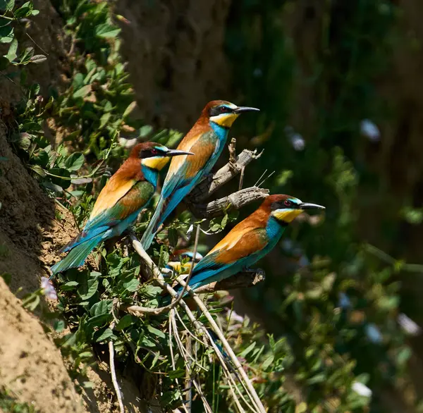 Üç Avrupalı arı yiyici Merops apiaster gündüz vakti yuvalanan bir uçurumun kenarındaki bir dala tünedi.