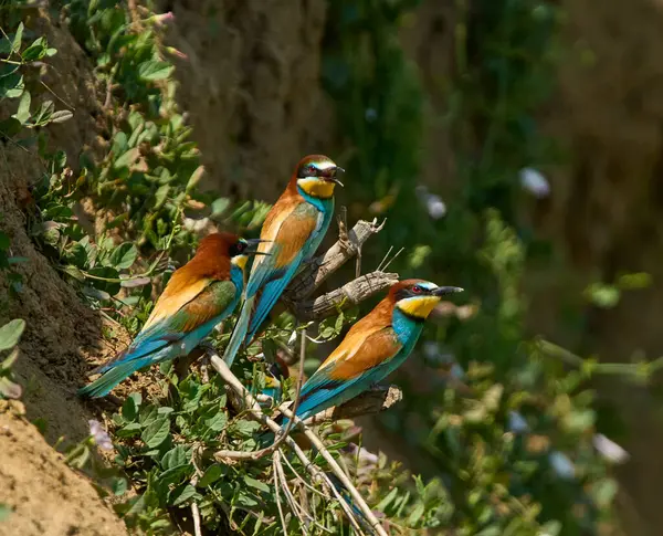 Üç Avrupalı arı yiyici Merops apiaster gündüz vakti yuvalanan bir uçurumun kenarındaki bir dala tünedi.