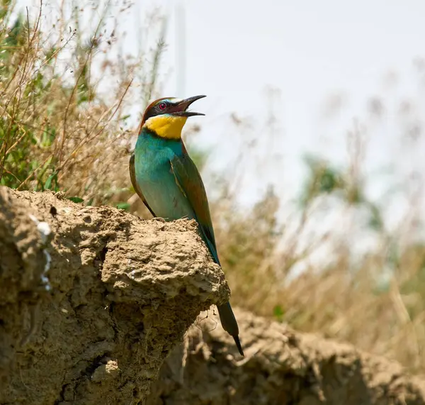 Avrupalı arı yiyici Merops apiaster kuru otların yanında şarkı söylerken bir uçurumun kenarına tünemişti.
