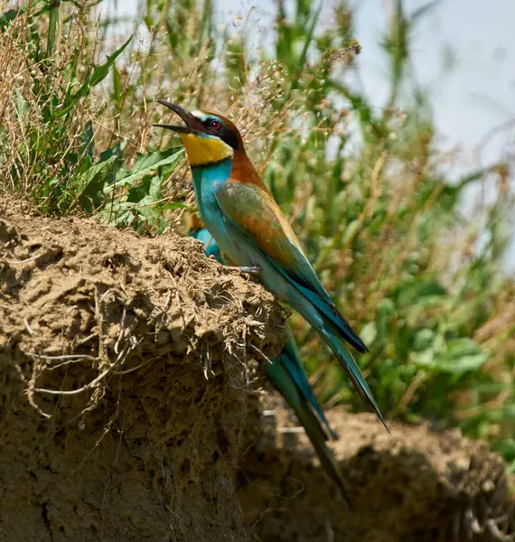 Avrupalı arı yiyici Merops apiaster kuru otların yanında şarkı söylerken bir uçurumun kenarına tünemişti.