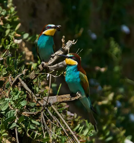 İki Avrupalı arı yiyici, dallara tünemiş merops apiaster, biri gagasında bir böcek tutuyor.