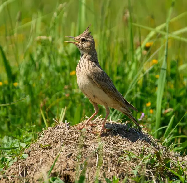Armalı tarla kuşu Galerida Cristata şarkı söylerken kabarık ibikli ve açık gagalı bir şekilde yerde duruyordu.