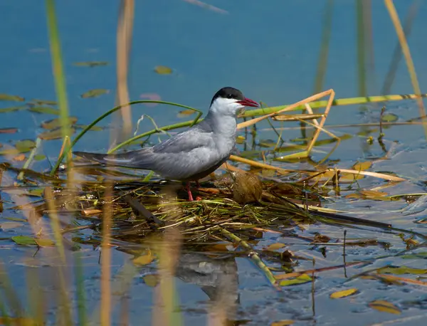 Bıyıklı deniz feneri Chlidonias melezi sakin bir sulak arazide sazlıkların arasında yüzen bir yuvada duruyor. 