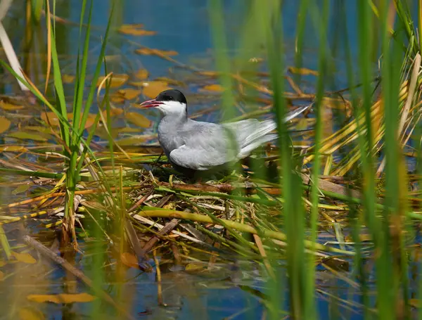 Bıyıklı deniz feneri Chlidonias melezi sakin bir sulak arazide sazlıkların arasında yüzen bir yuvada duruyor. 