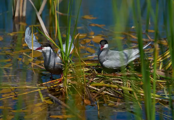 İki bıyıklı deniz kırlangıcı Chlidonias hibridası sulak bir arazide sazlıklar arasında yüzen bir yuvanın yakınında etkileşim halindedir.