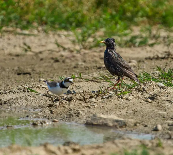 Islak sığırcık Sturnus vulgaris çamurlu bir su birikintisinde halkalı bir pulluğun yanında duruyor.