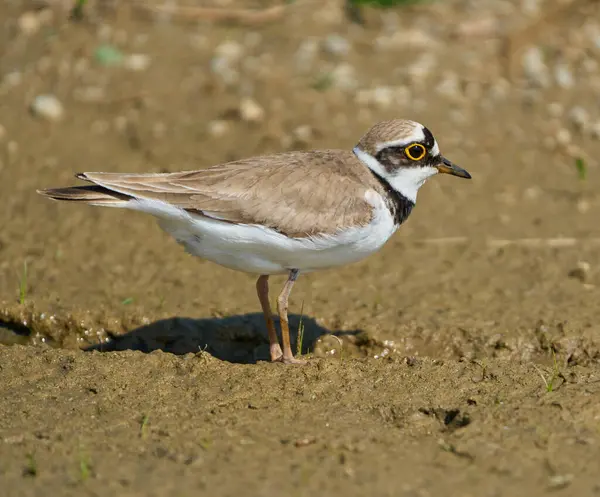 Çemberli bir toprak parçası Charadrius Dubius sulak bir alanda çamurlu zeminde tetikte bekliyor.