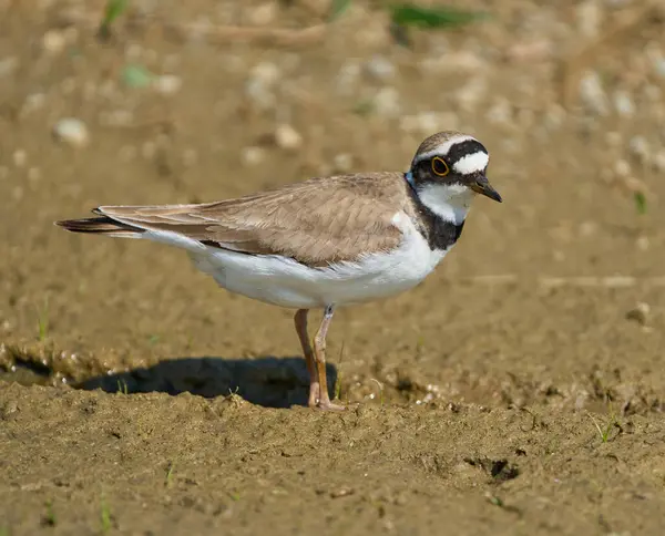 Çemberli bir toprak parçası Charadrius Dubius sulak bir alanda çamurlu zeminde tetikte bekliyor.