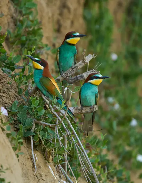 Üç Avrupalı arı yiyici Merops apiaster gündüz vakti yuvalanan bir uçurumun kenarındaki bir dala tünedi.