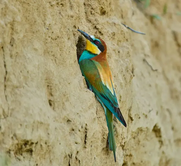 Avrupalı arı yiyici Merops apiaster bir toprak duvardaki yuva yuvasının girişine tünemişti.