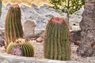 Kırmızı dikenli Ferocactus Pilosus ve kuru bir bahçede çiçek açan uçlar