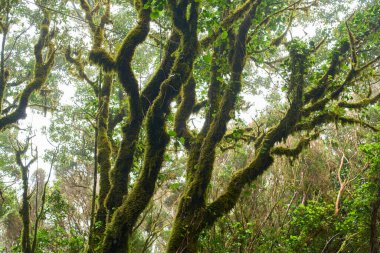 Anaga, Tenerife 'deki yoğun Laurisilva ormanında yosun kaplı ağaçlar ve bitki örtüsü 