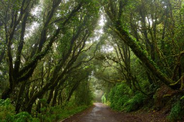 Tenerife 'nin Anaga bölgesinde sık yeşil laurisilva bitkileri ve eğreltiotları arasında kıvrılan nemli orman yolu