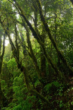 Anaga, Tenerife 'deki yoğun Laurisilva ormanında yosun kaplı ağaçlar ve bitki örtüsü 