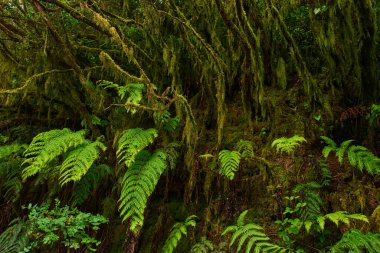 Yağmurdan sonra Anaga, Tenerife 'deki yoğun lav ormanlarında yosun kaplı ağaçlar ve bol eğreltiotları